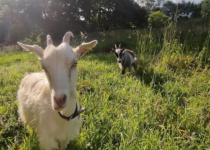 Gite De La Petite Ferme Bretonne