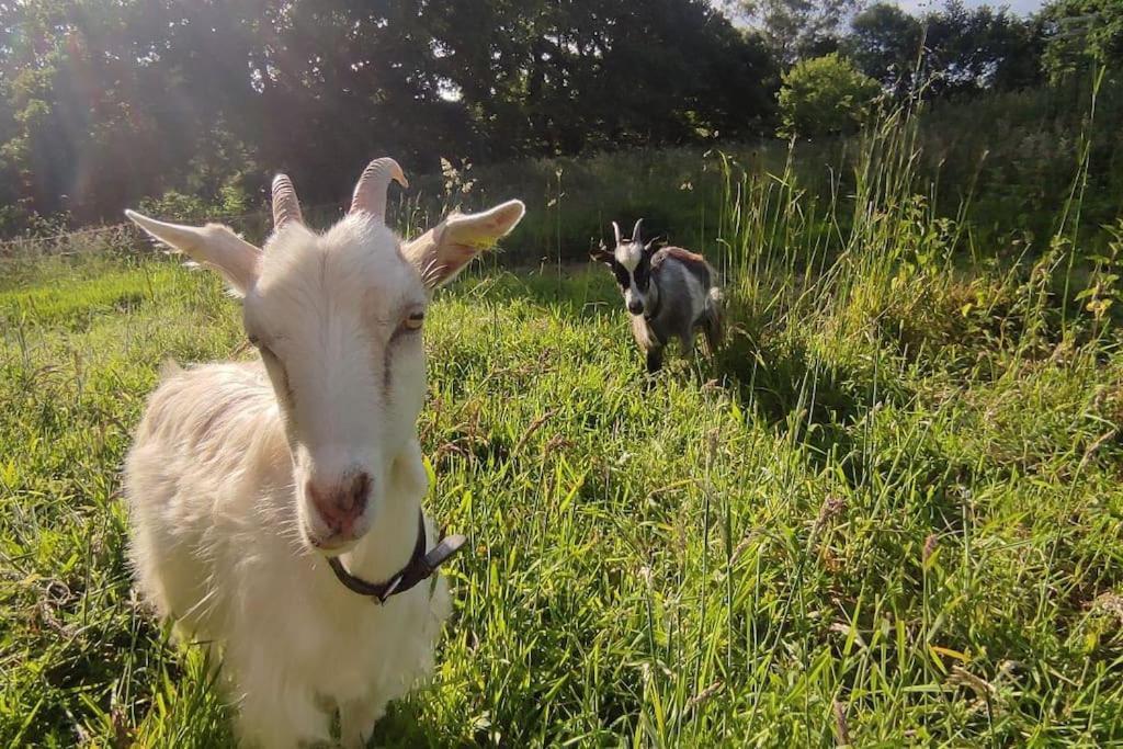 De La Petite Ferme Bretonne * Louargat